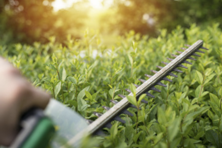 Hedge Trimmer 