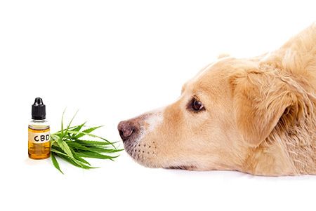 cbd oil for pets