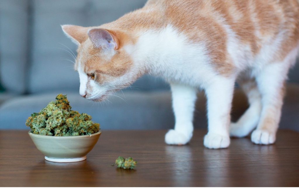 cat cbd oil